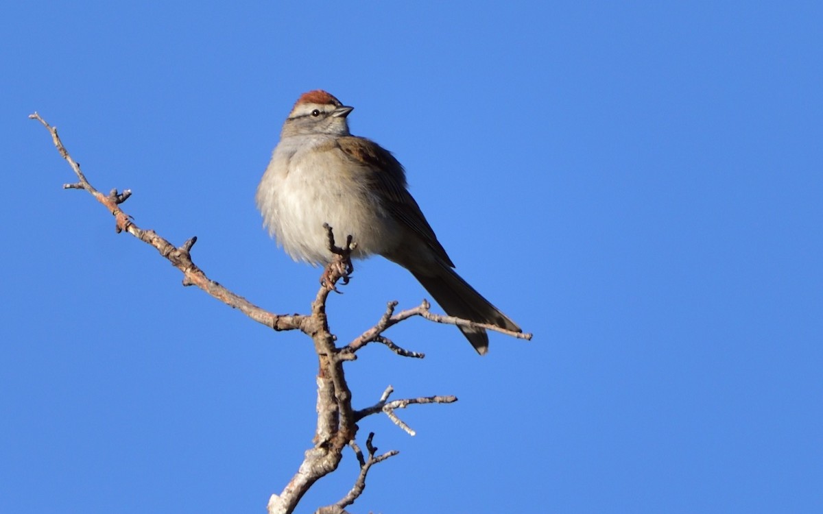 Chipping Sparrow - ML157980741