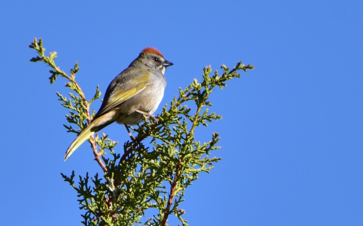 Green-tailed Towhee - Don Weber