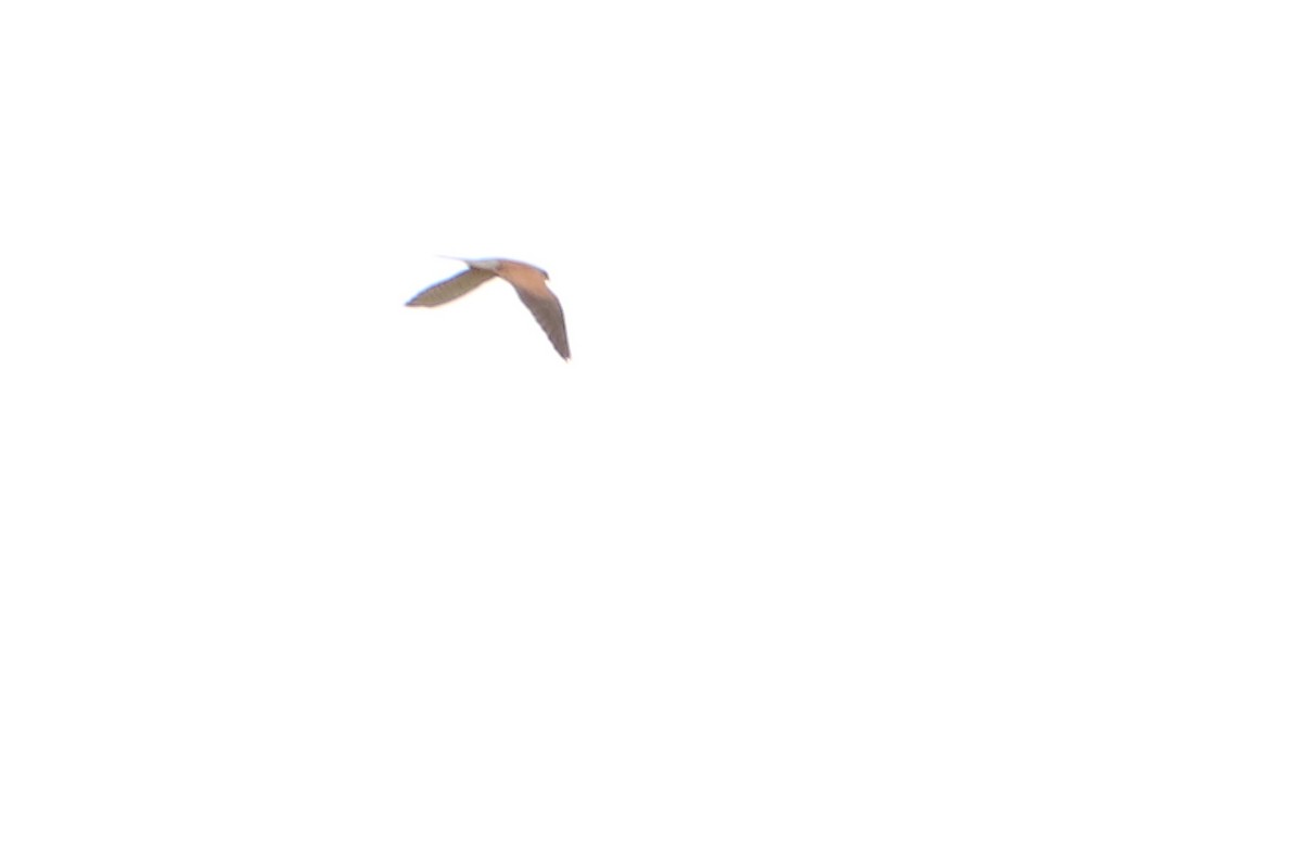 Eurasian Kestrel - ML157983151