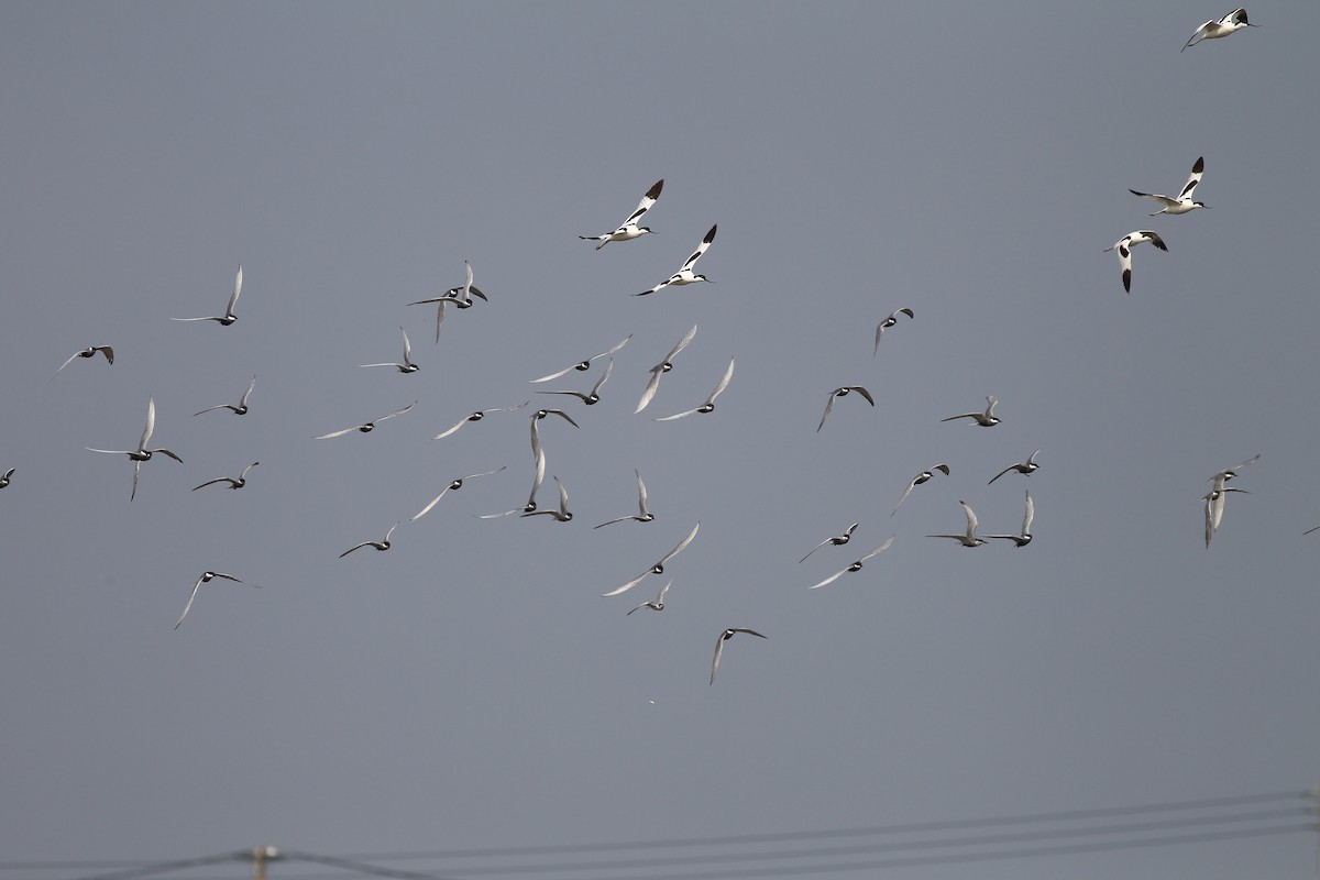 Whiskered Tern - ML157983791