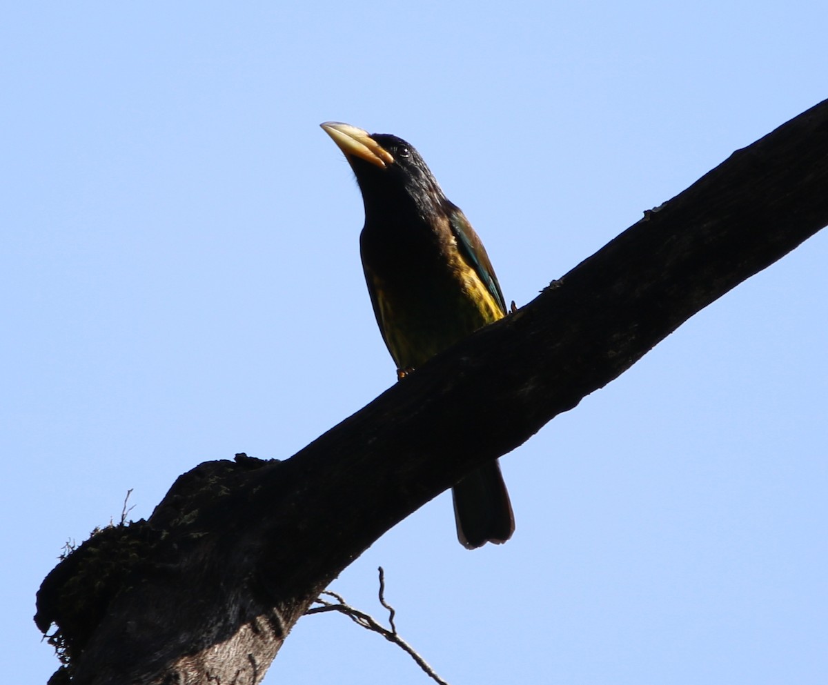 Great Barbet - Bhaarat Vyas