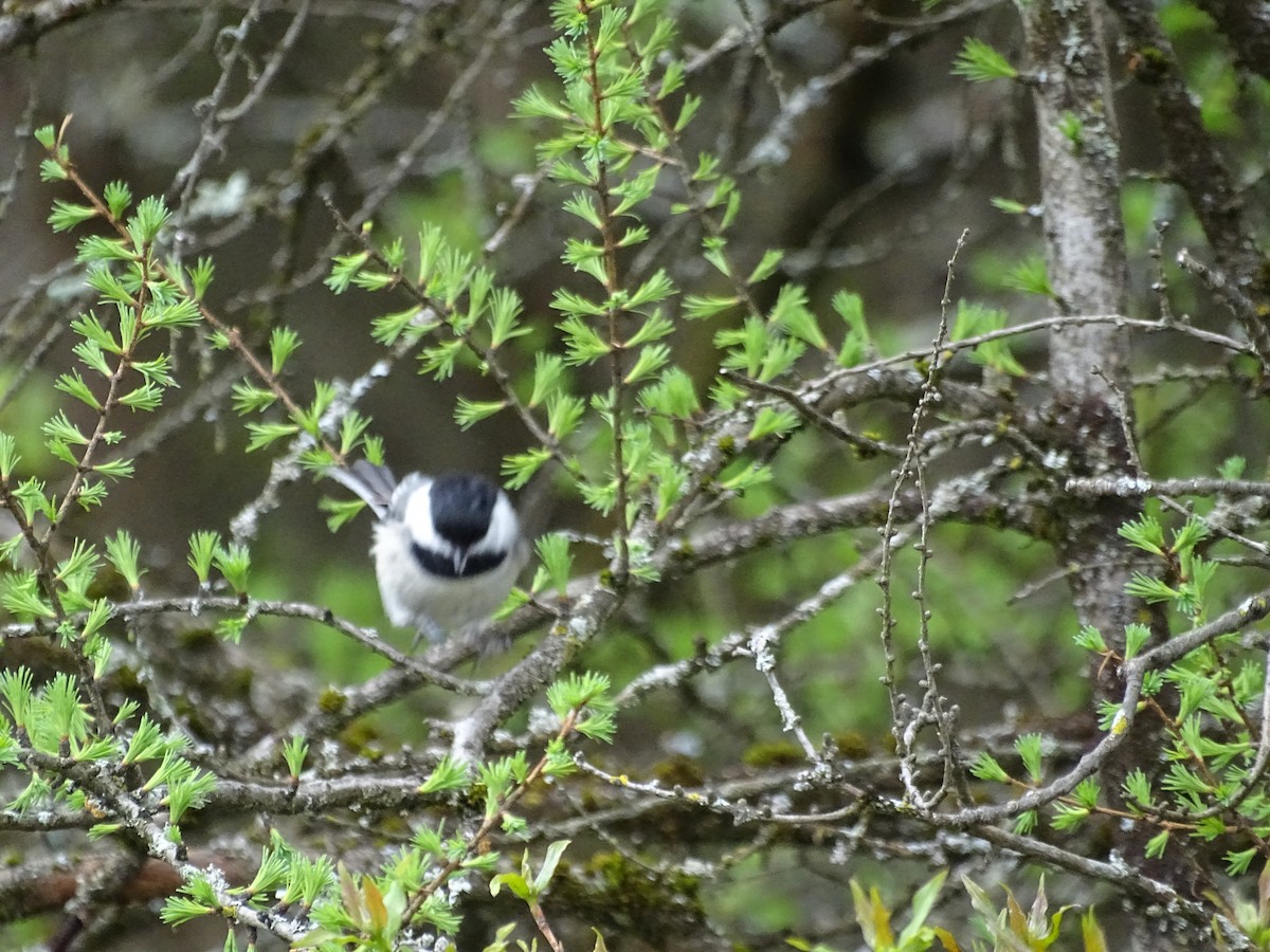 Black-capped Chickadee - Marilyn BARNES