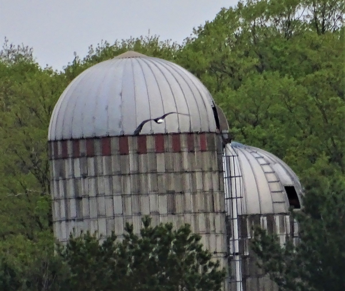 Bald Eagle - ML157986041