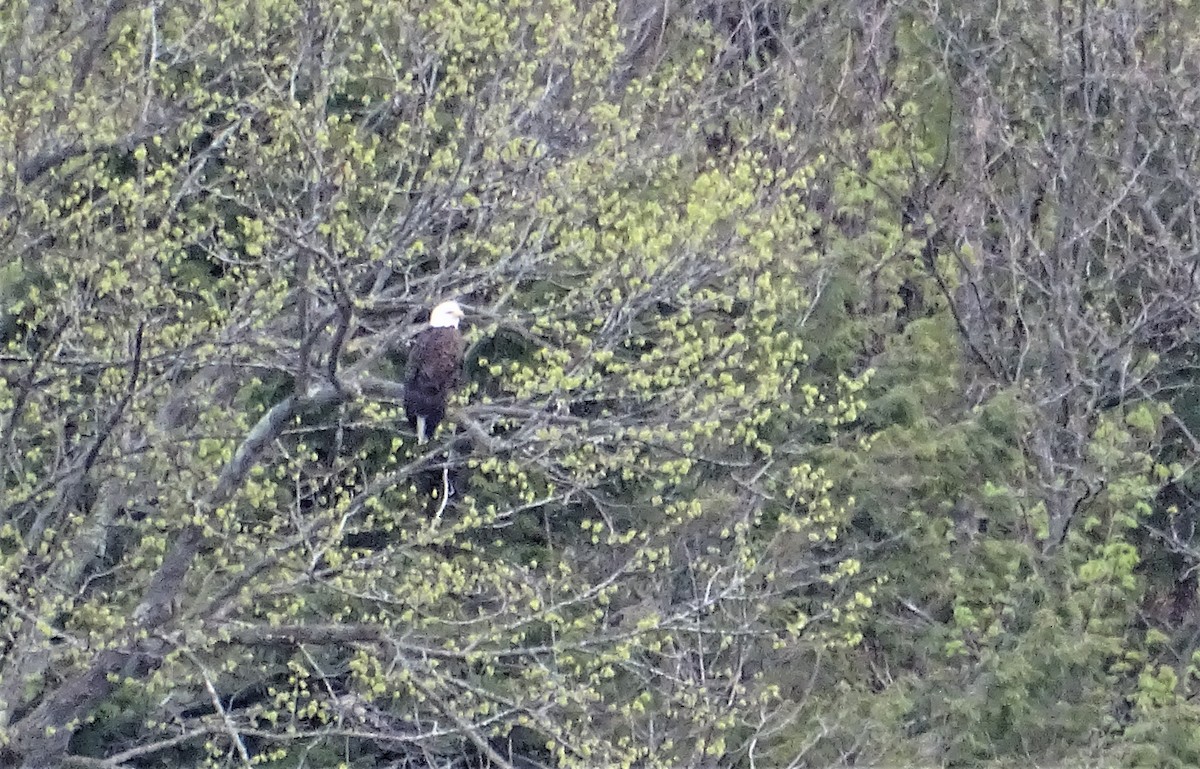 Bald Eagle - Marilyn BARNES