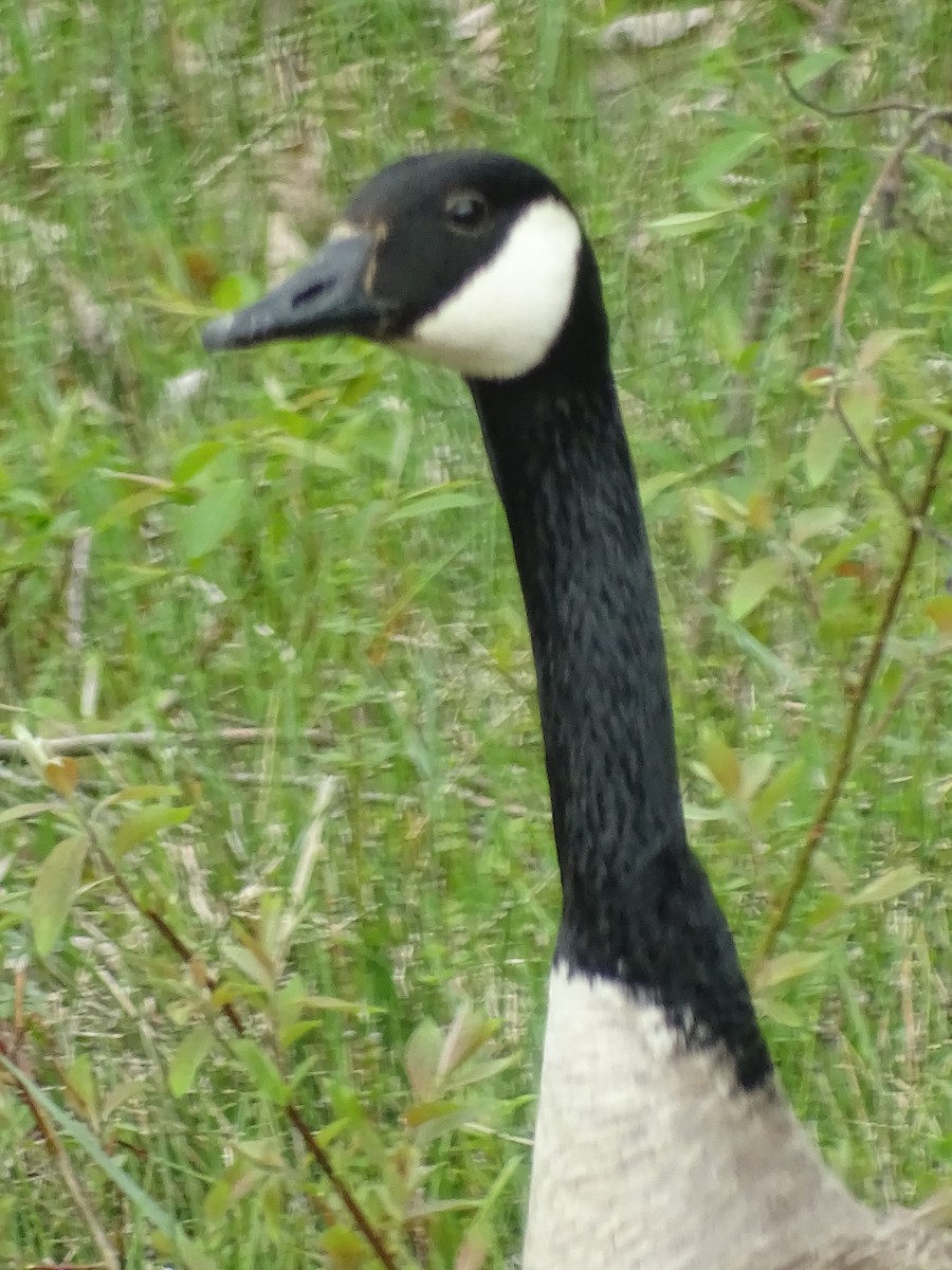 Canada Goose - Marilyn BARNES