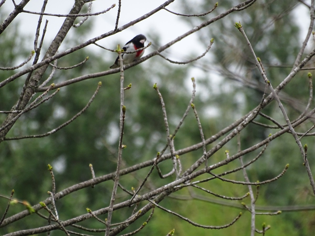 Rose-breasted Grosbeak - Marilyn BARNES