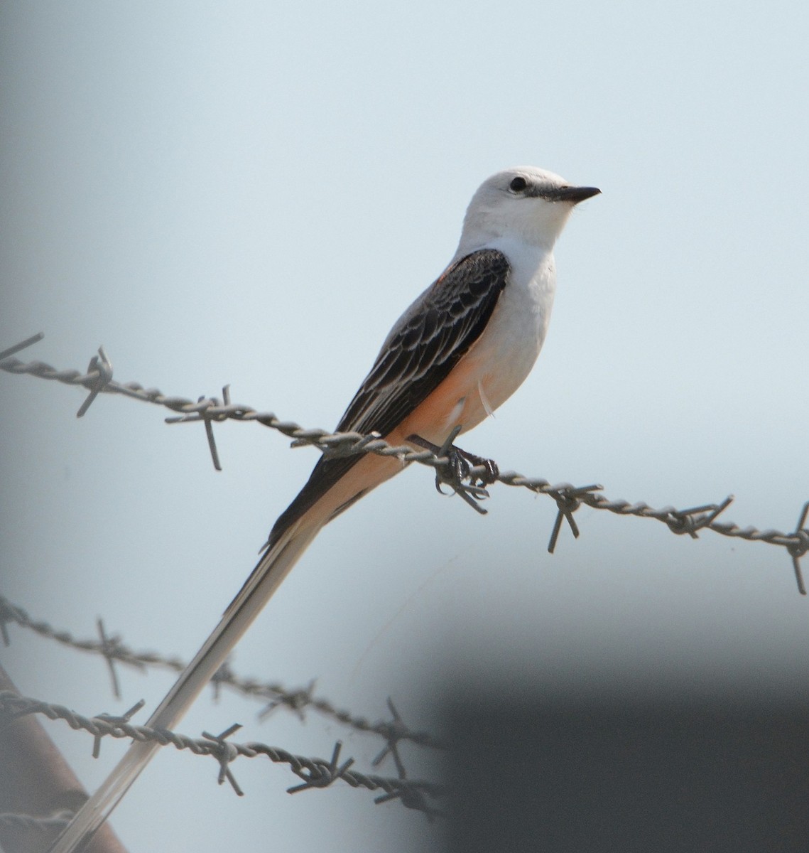 Scissor-tailed Flycatcher - Bill Williams