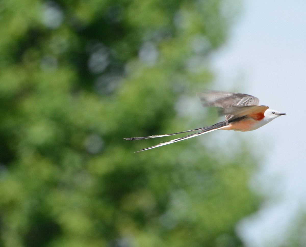 Scissor-tailed Flycatcher - ML157987701