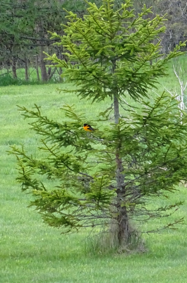 Baltimore Oriole - Marilyn BARNES