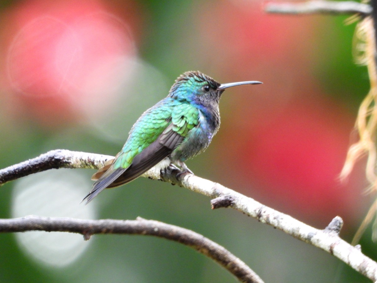 Sapphire-throated Hummingbird - bob butler