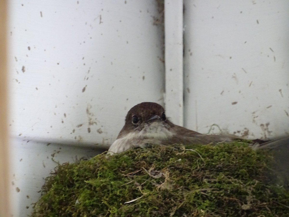 Eastern Phoebe - Marilyn BARNES