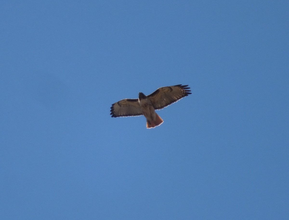 Red-tailed Hawk - ML157990611