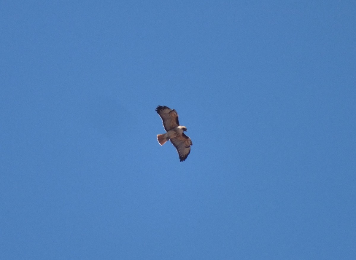 Red-tailed Hawk - ML157990671