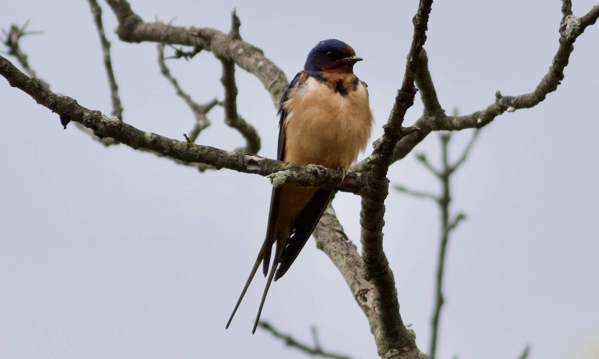 Barn Swallow - Paul Clarke