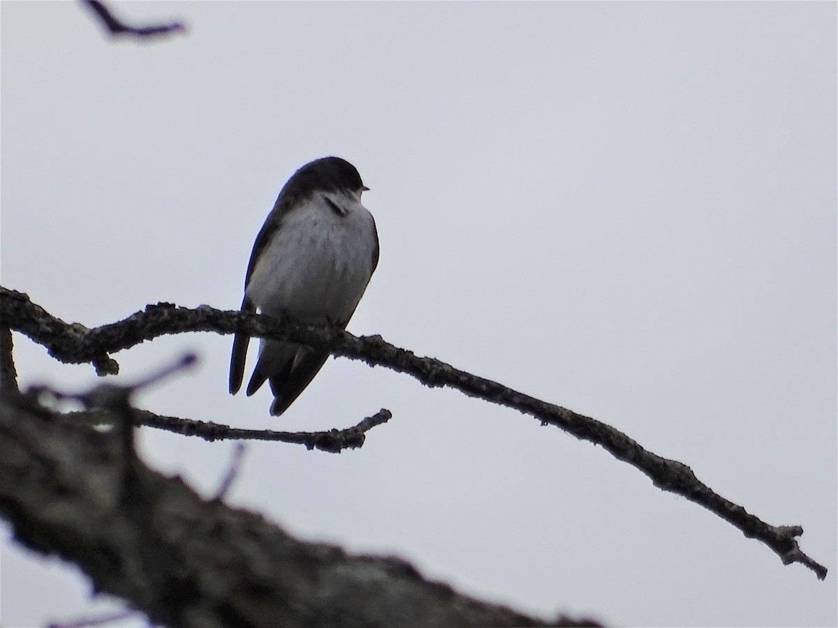 tanımsız Hirundinidae sp. - ML157990961