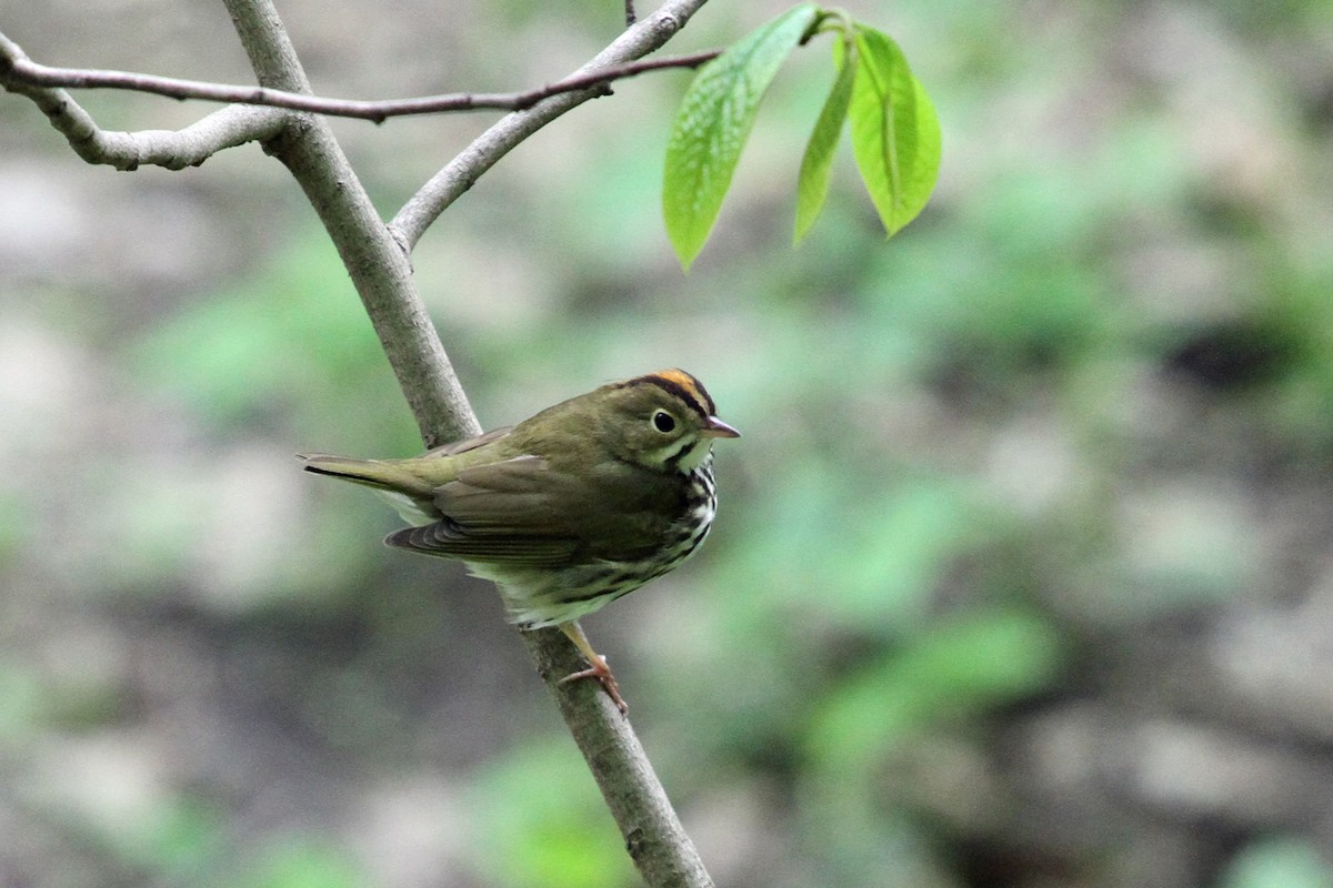 Ovenbird - ML157991021