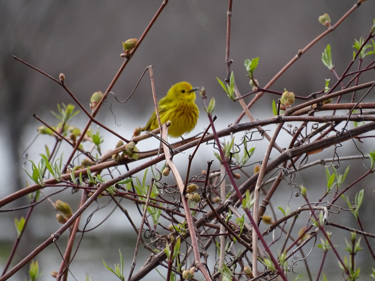 Yellow Warbler - Marilyn BARNES