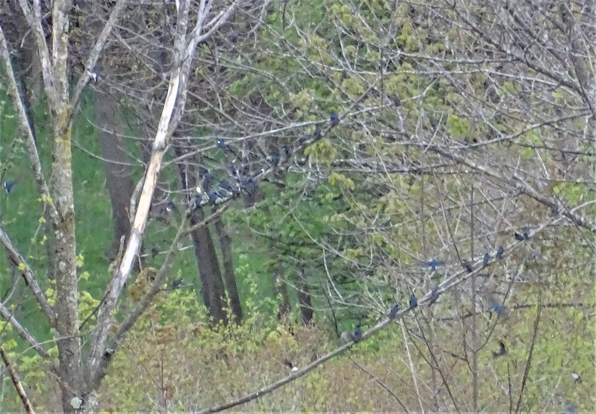 Golondrina/Avión sp. - ML157991891