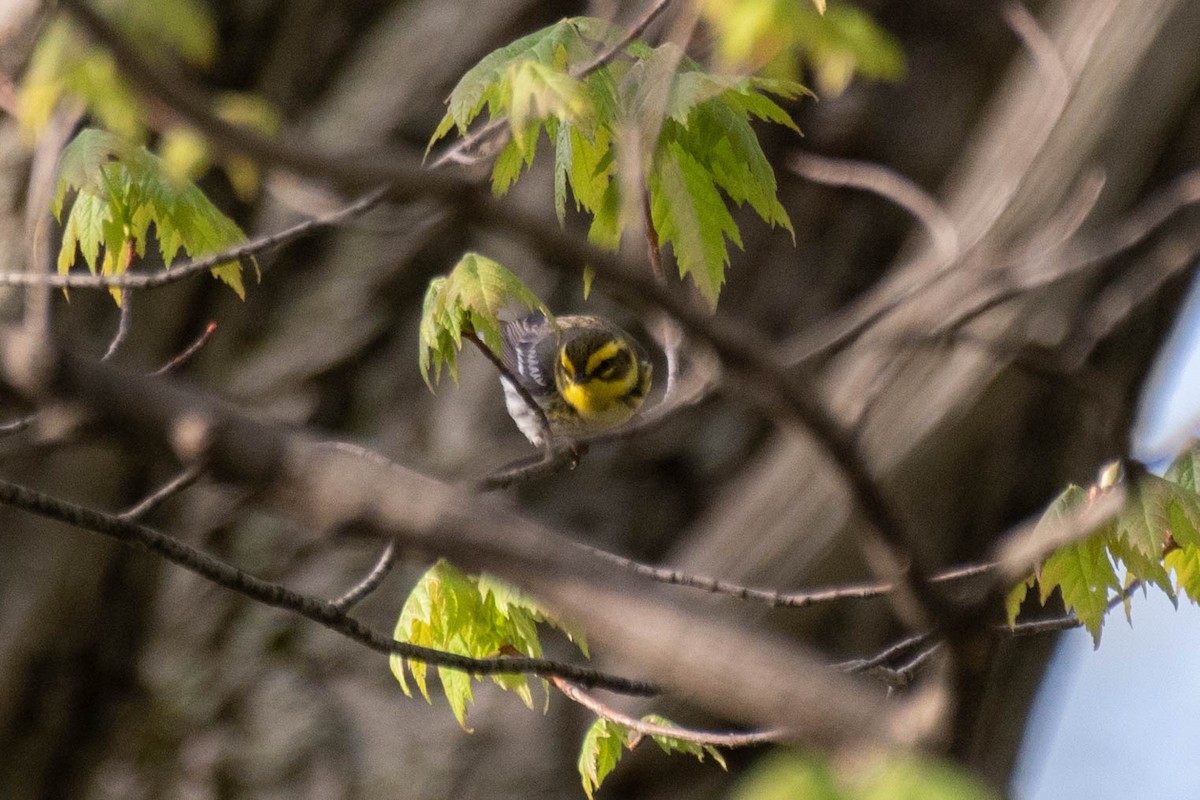 Townsend's Warbler - ML157991971