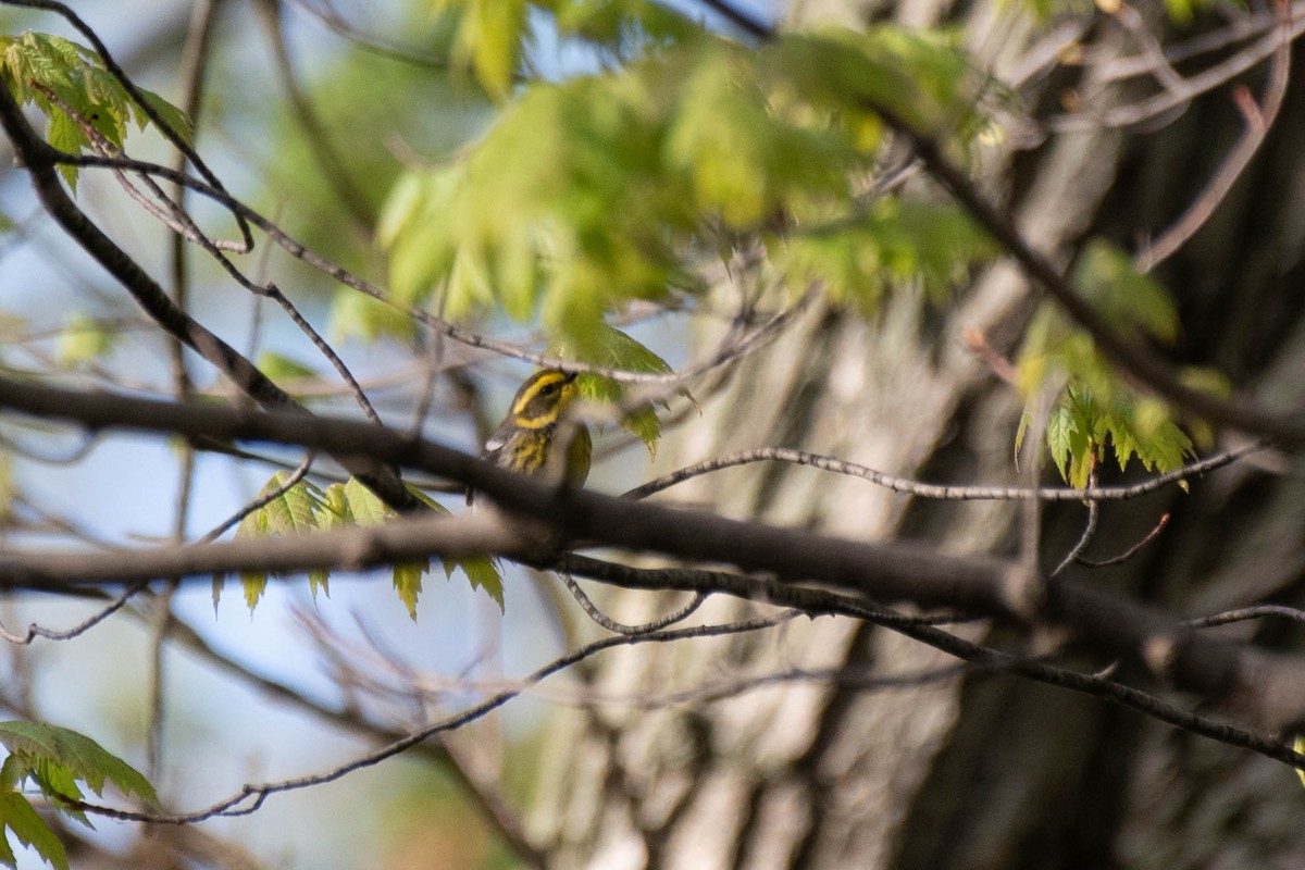 Townsend's Warbler - ML157991981