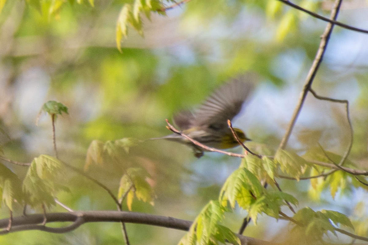 Townsend's Warbler - ML157991991