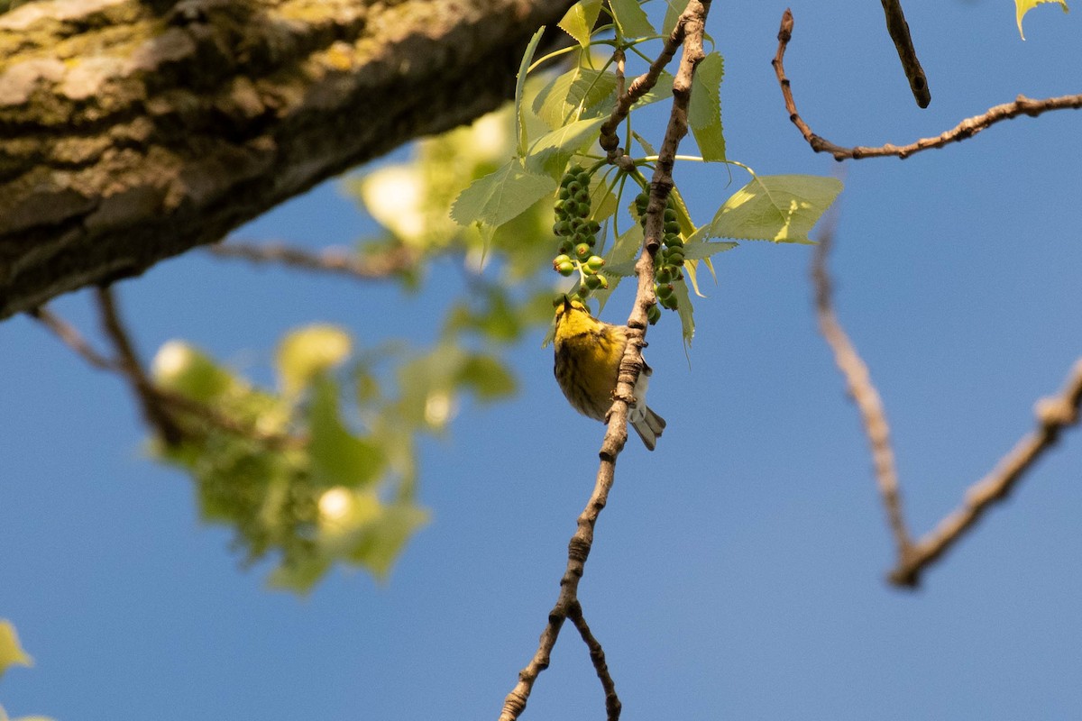 Townsend's Warbler - ML157992001