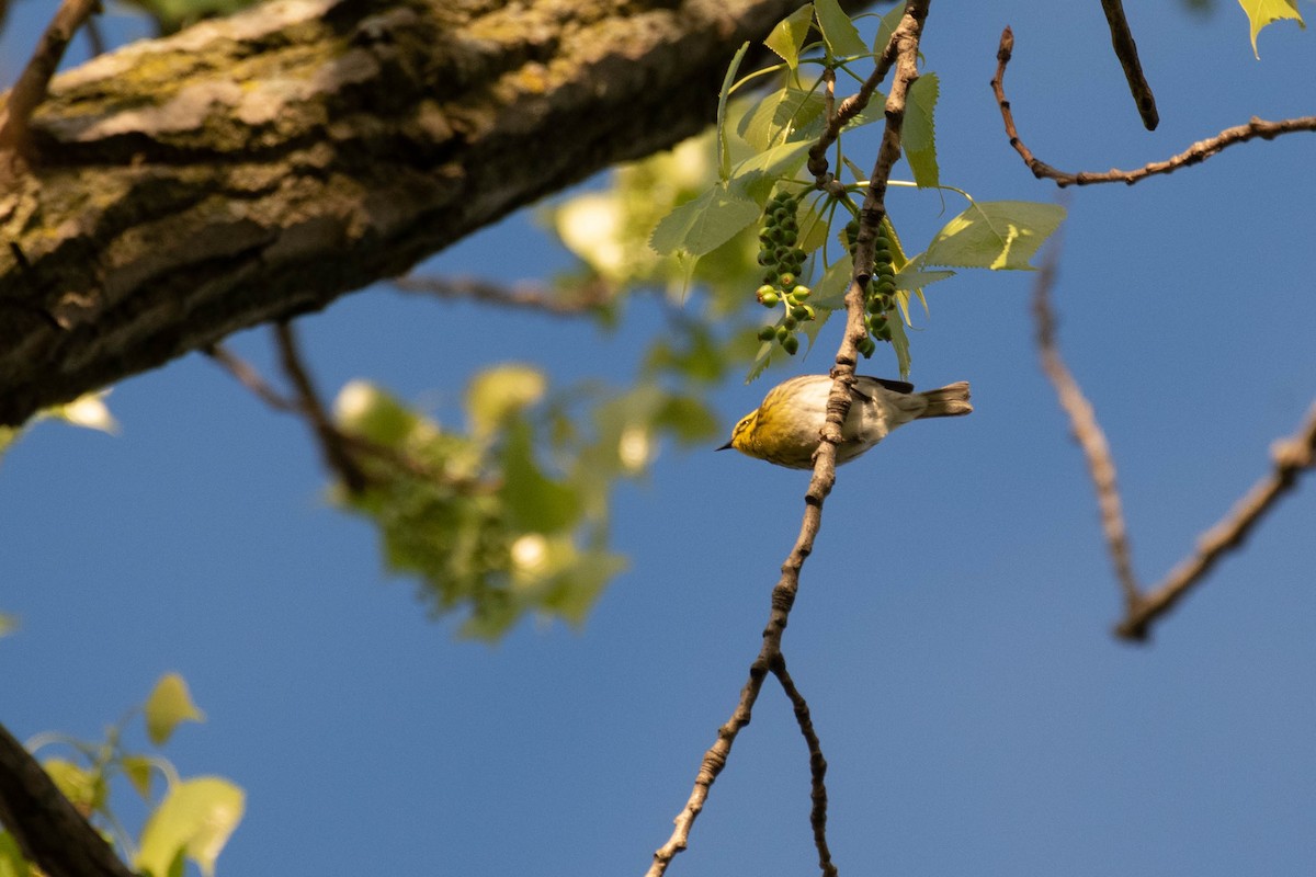Townsend's Warbler - ML157992011