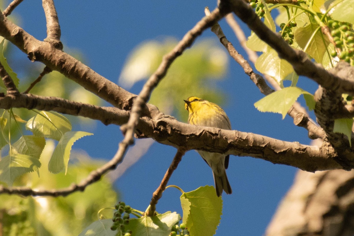 Townsend's Warbler - ML157992021