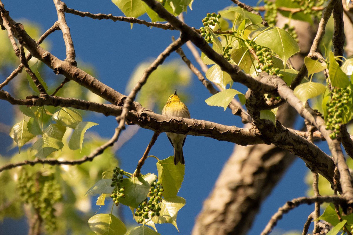 Townsend's Warbler - ML157992031