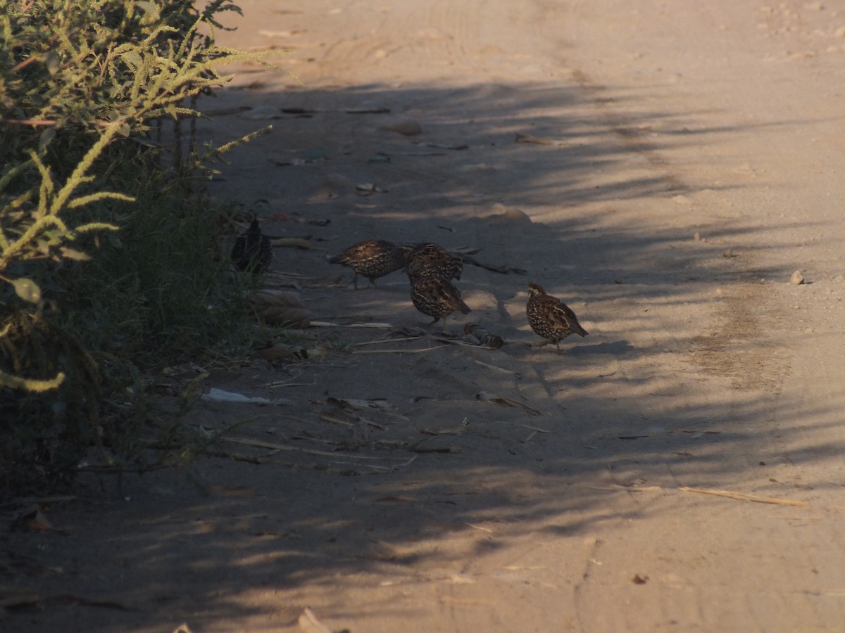 Crested Bobwhite - ML157992071