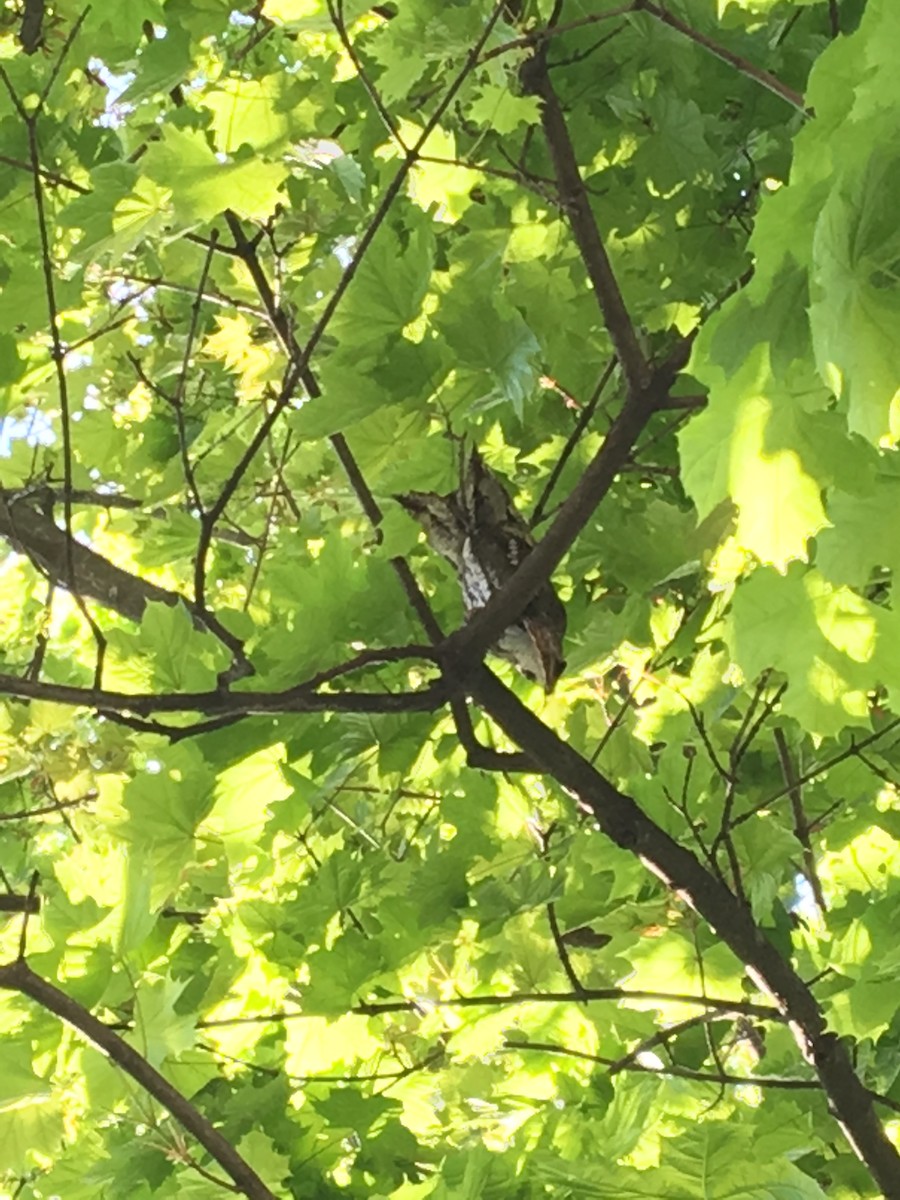 Eastern Screech-Owl - ML157993321