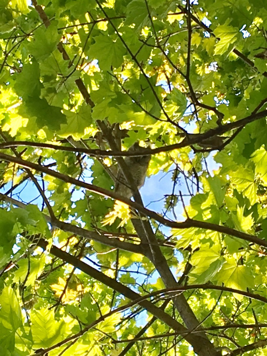 Eastern Screech-Owl - ML157993331