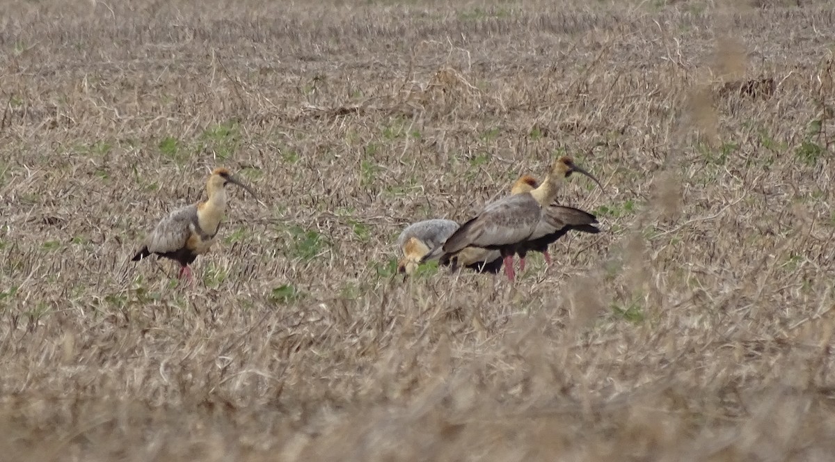 Black-faced Ibis - ML157994861