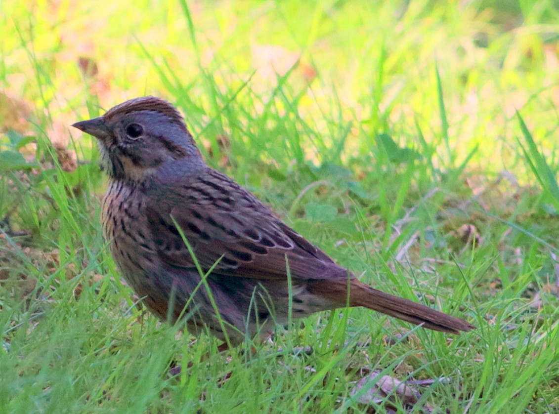 Lincoln's Sparrow - ML157994901