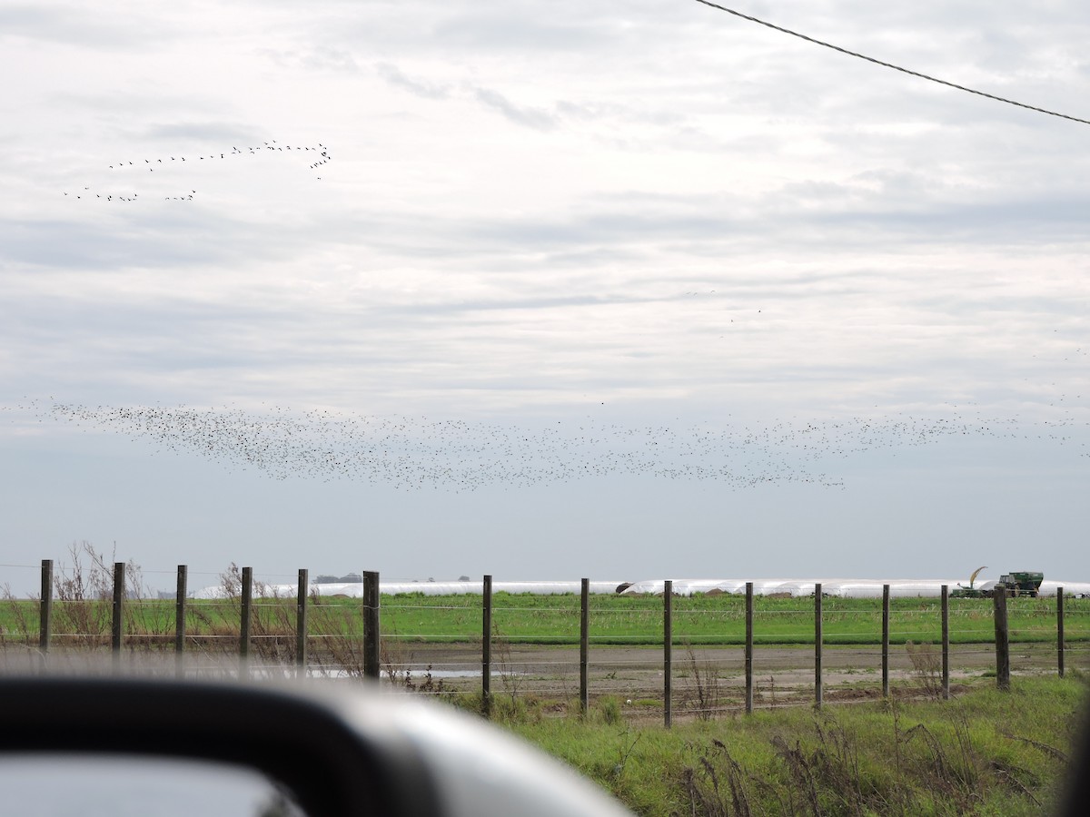 White-faced Ibis - ML157994961
