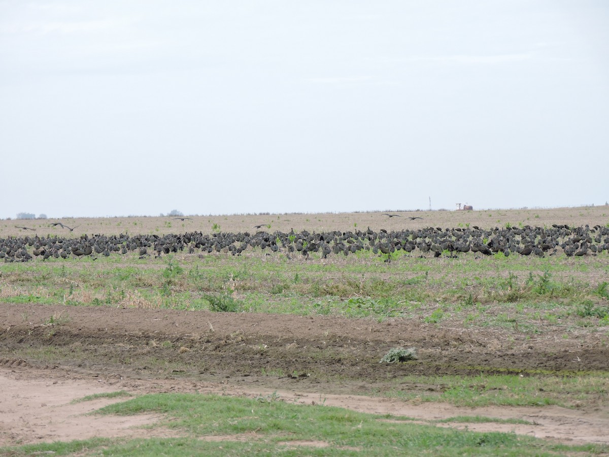 White-faced Ibis - ML157994971
