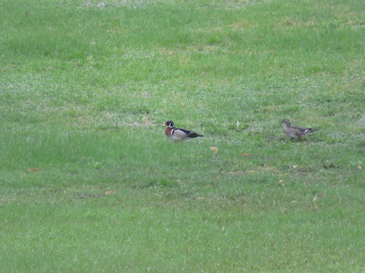 Wood Duck - ML157995161