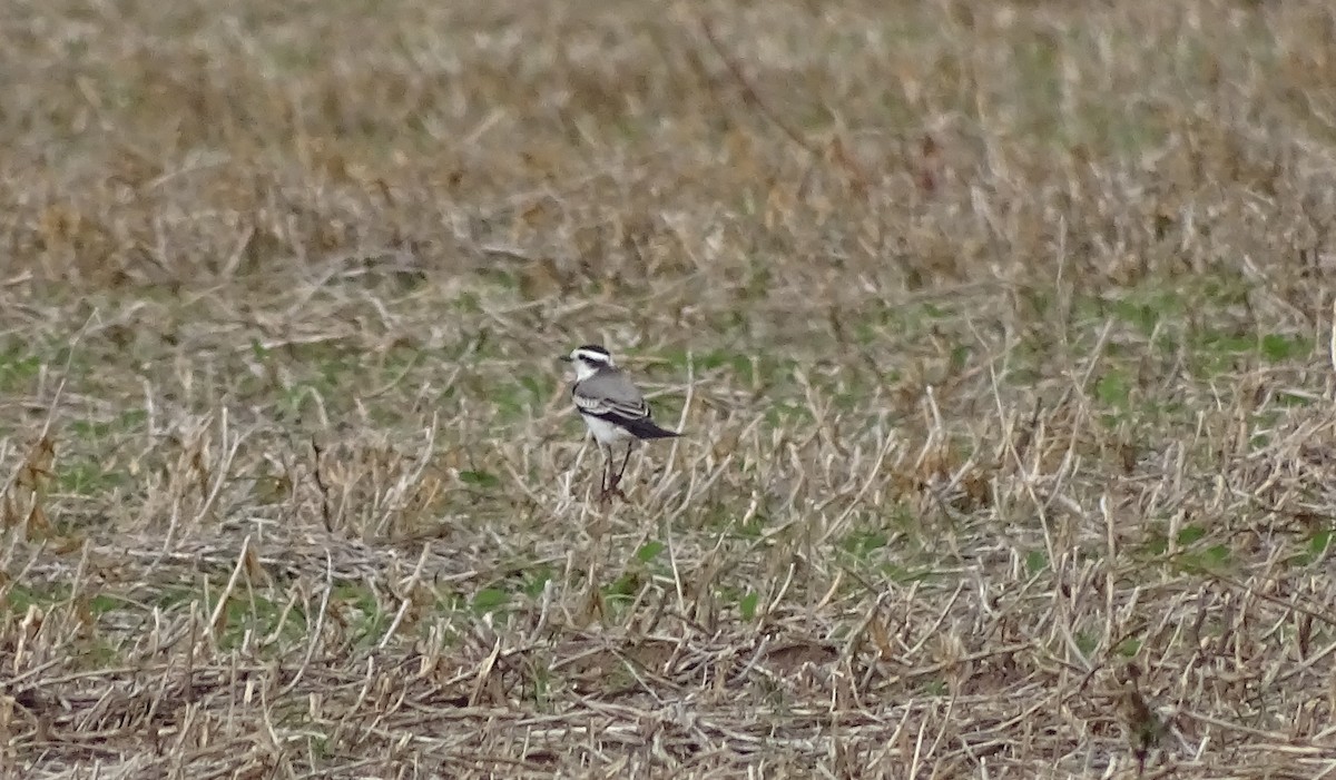 Black-crowned Monjita - ML157995391