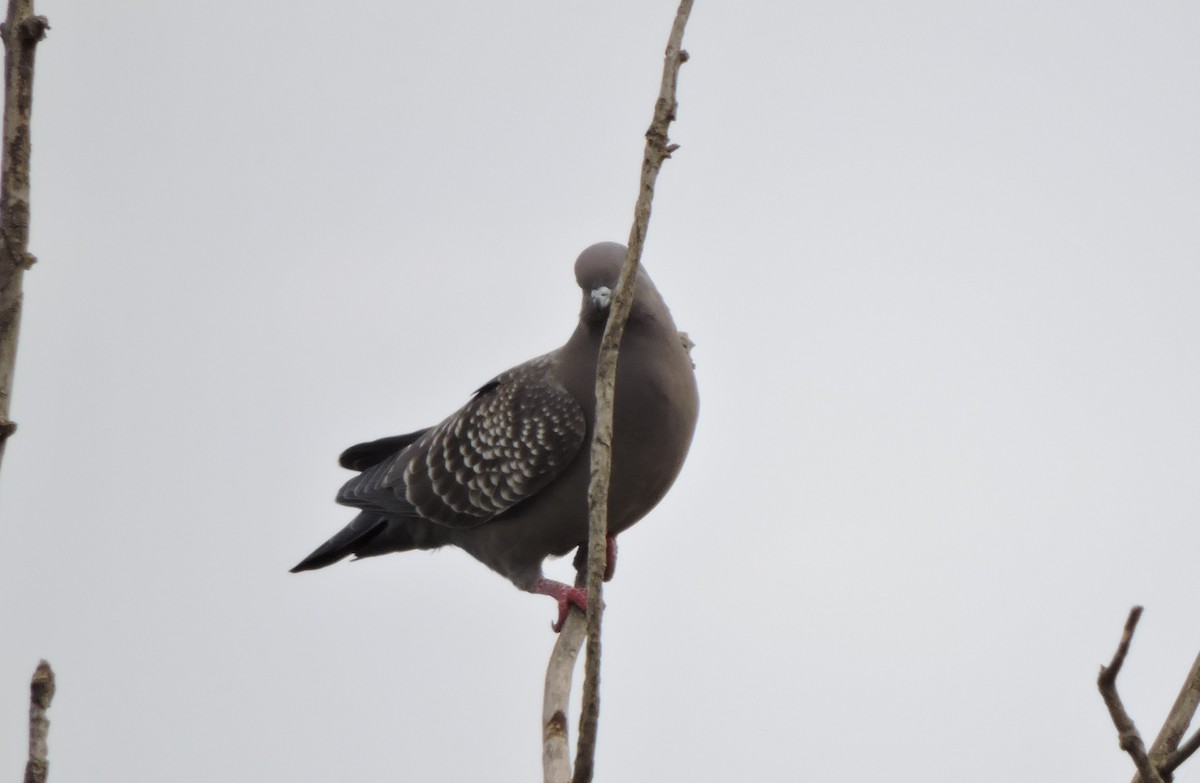 Spot-winged Pigeon - ML157995551