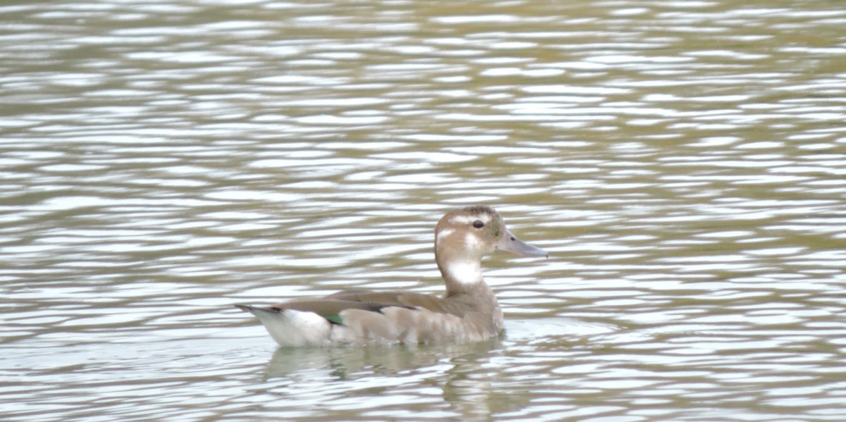 Ringed Teal - ML157995951