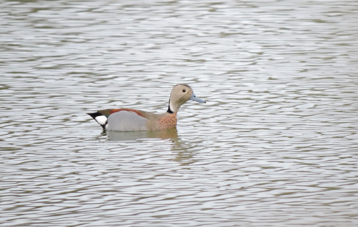 Ringed Teal - ML157996011