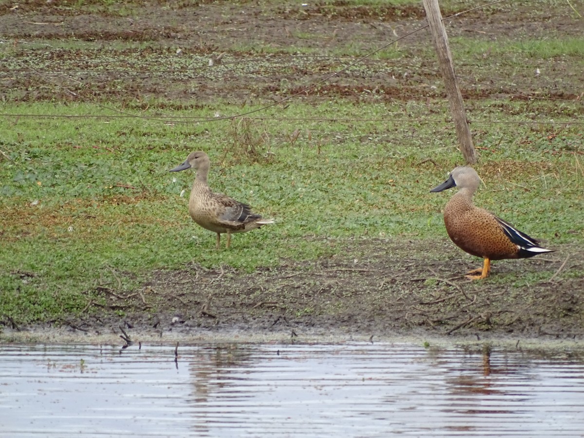 Red Shoveler - ML157996521