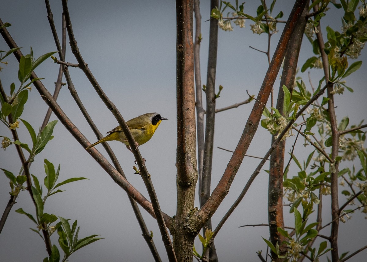 Common Yellowthroat - ML157997081