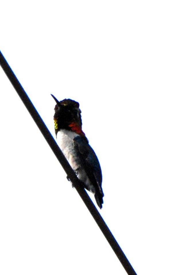 Bee Hummingbird - ML157997111