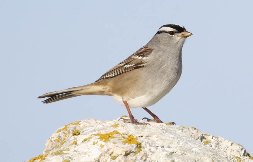 White-crowned Sparrow - ML157997131