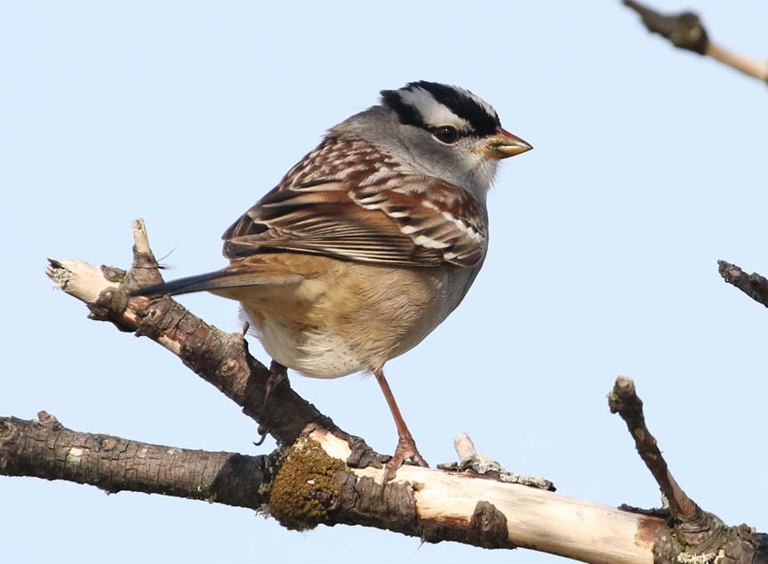 White-crowned Sparrow - ML157997141