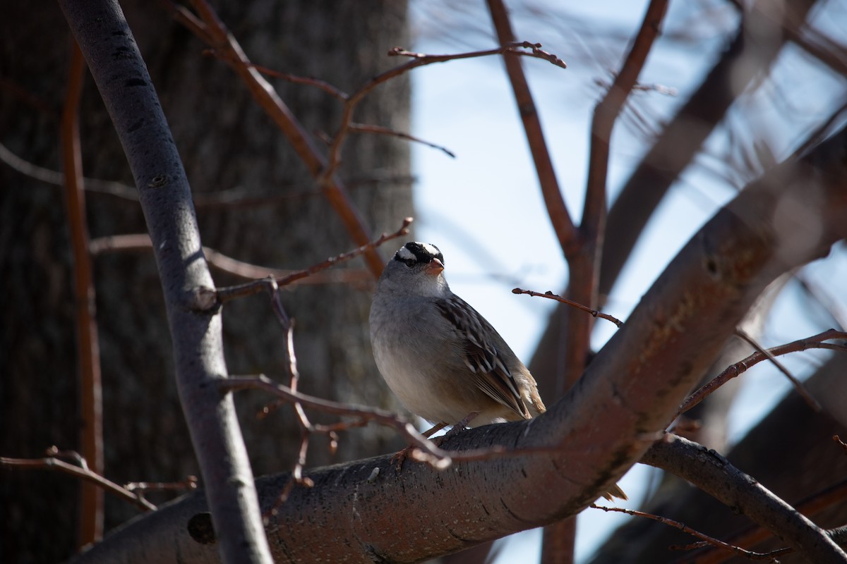 White-crowned Sparrow - ML157997831