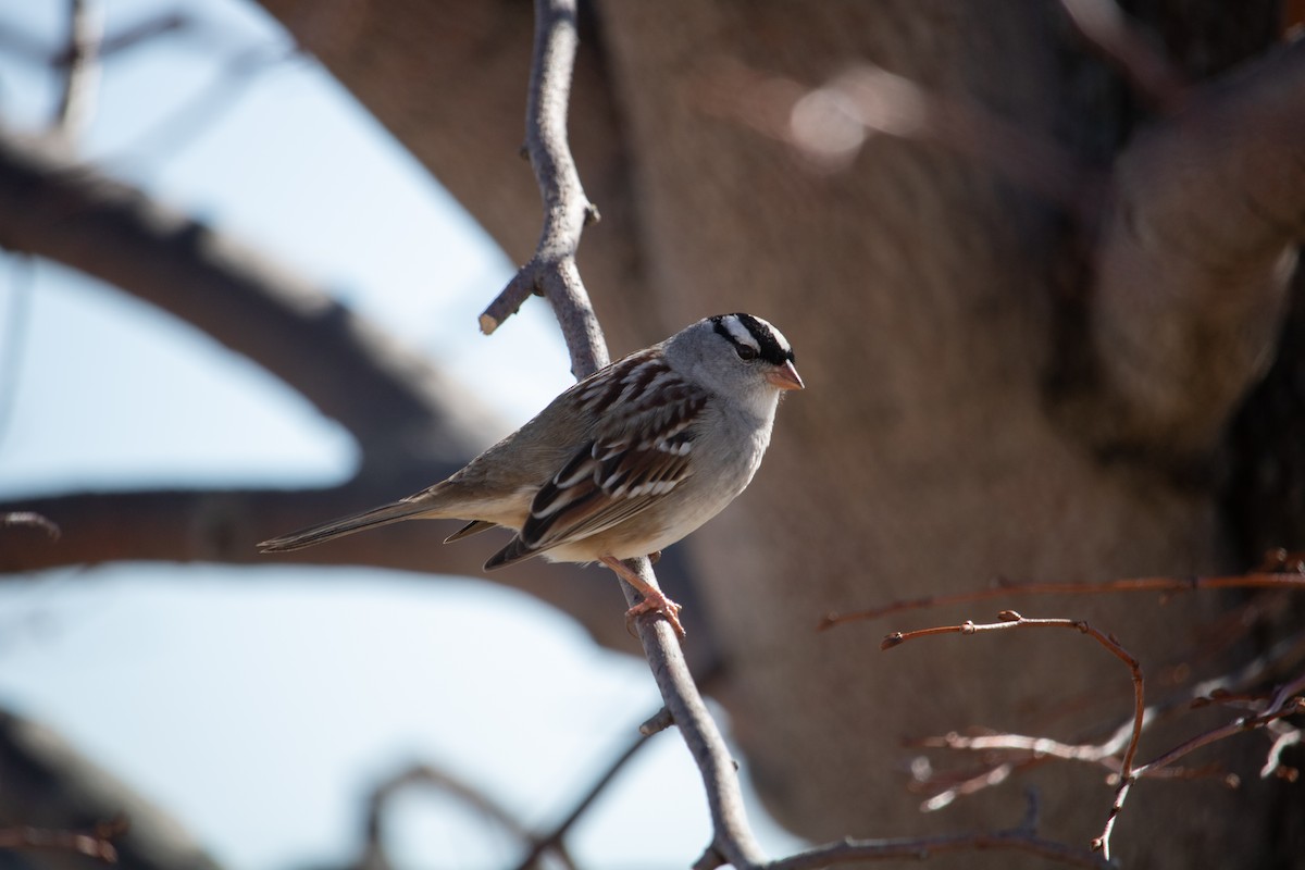 White-crowned Sparrow - ML157997851