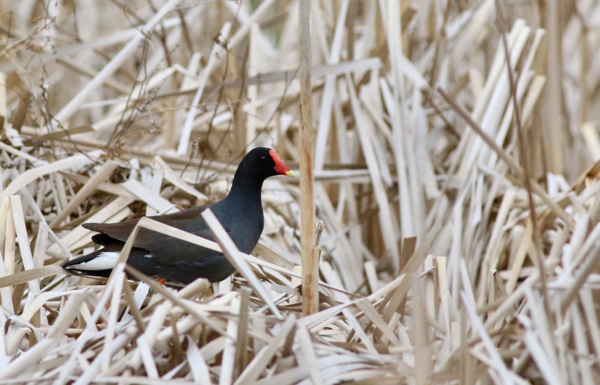 Common Gallinule - Brian Miller