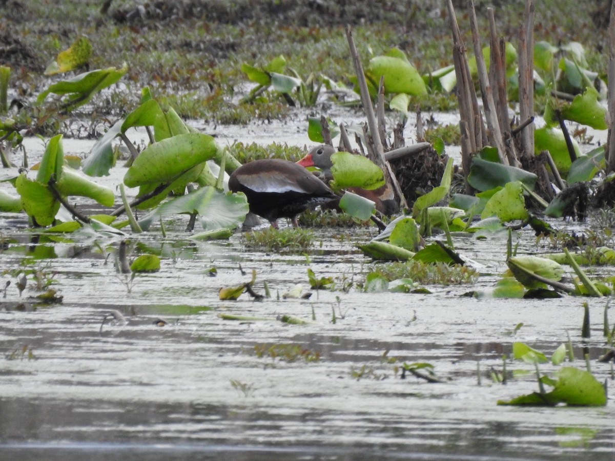 Black-bellied Whistling-Duck - ML157999761